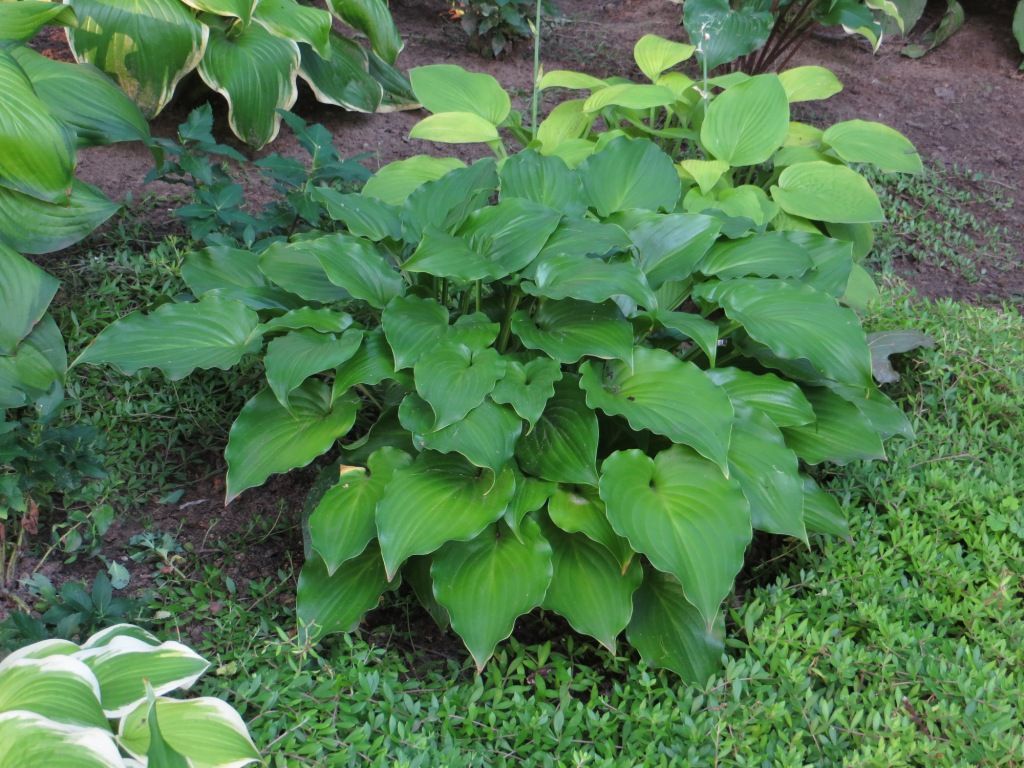 2014 Invincible in late July photo HostaInvincible2014-0731.jpg